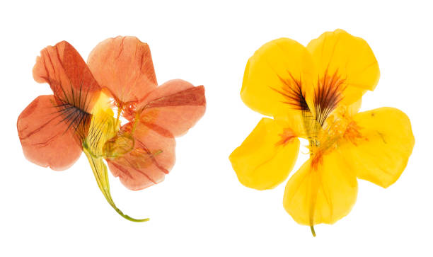Pressed and dried flowers nasturtium. Isolated on white stock photo