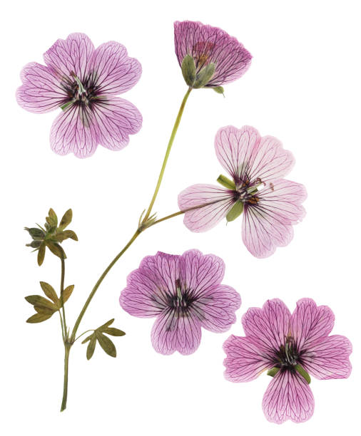 Pressed and dried pink delicate transparent flowers geranium (pelargonium), isolated on white background. For use in scrapbooking, floristry or herbarium. stock photo