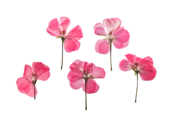 Pressed and dried pink flowers geranium, isolated stock photo
