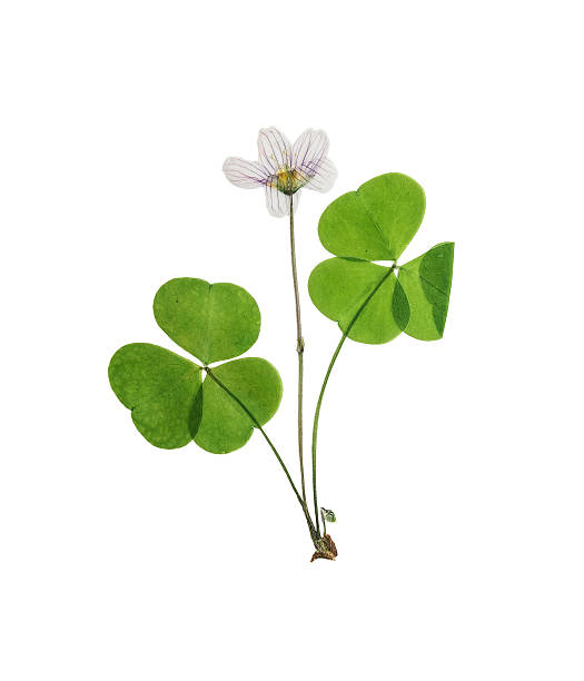 Pressed and dried set delicate flower oxalis. Isolated stock photo