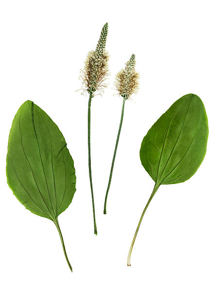 Pressed and dried set of flowers and leaves plantago stock photo