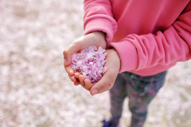 A preteen girl holds a lot of sakura petals in palm during her walking in blossom garden stock photo