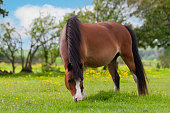 istock Pretty bay pony, horse happily grazing in field on fresh spring grass on a sunny day, running the risk of becoming fat as she munches on the sugar rich grass. 1402684368