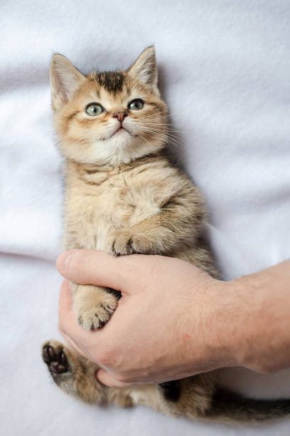 Pretty British kitten lies on the blanket and looks with interest at the owner, who gently hugs him with his hand. stock photo