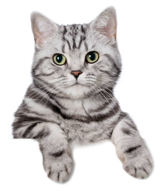 Pretty cat (british shorthair) over a white banner  cat stock pictures, royalty-free photos & images