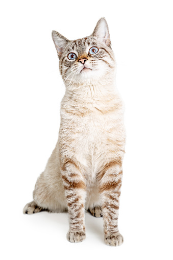 Pretty Cat Sitting Up Tall Stock Photo Download Image Pretty Cat Sitting Up Tall Stock Photo Download Image