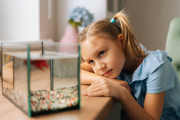 Pretty Caucasian little girl watching little goldfish in aquarium, tapping on glass, attracting attention lying on table by window. Pretty Caucasian little girl watching little goldfish in aquarium, tapping on glass, attracting attention lying on table by window. Close-up portrait of cute kid playing with gold fish at home. small aquarium stock pictures, royalty-free photos & images