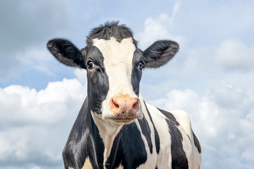 Mature cow, black and white gentle surprised look, pink nose, in front of a blue cloudy sky