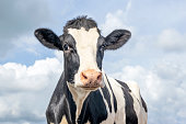 istock Pretty cow, black and white gentle surprised look, pink nose, in front of a blue cloudy sky 1299816142