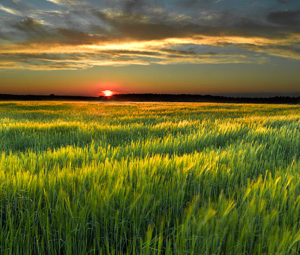 A pretty field during a sunset stock photo
