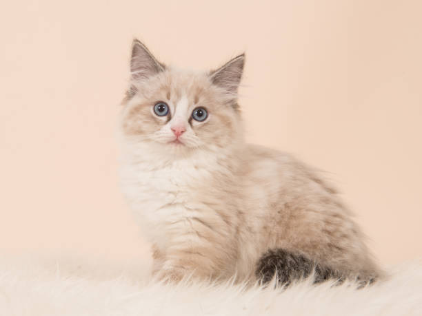 Pretty fluffly rag doll baby cat kitten sitting facing the camera seen from the side on a creme white background stock photo