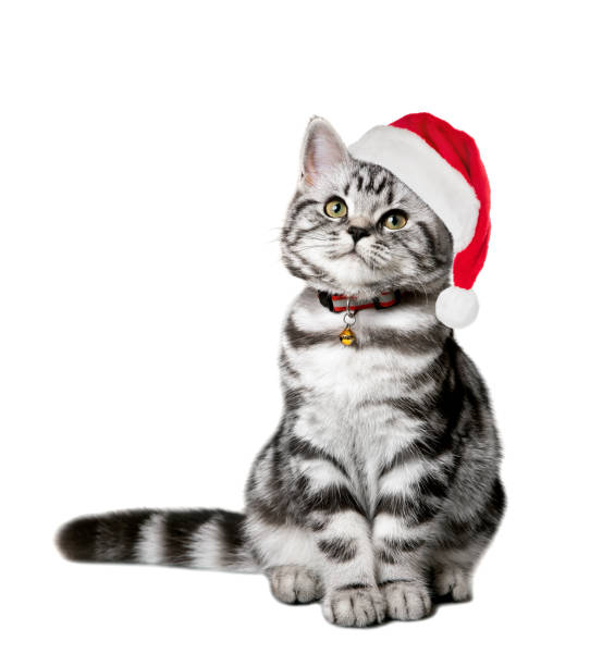 mooi katje in een kerstmanhoed geïsoleerdr op wit - christmas cat stockfoto's en -beelden