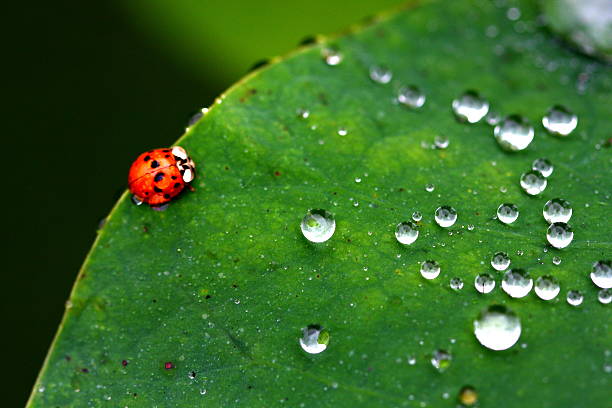 Pretty ladybug stock photo