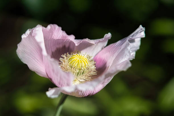 Pretty Lilac and Purple Bread seed Poppy Flower in the wind on a green spring garden. Gentle movements in the spring breeze. Opium Poppy (Papaver Somniferum) stock photo