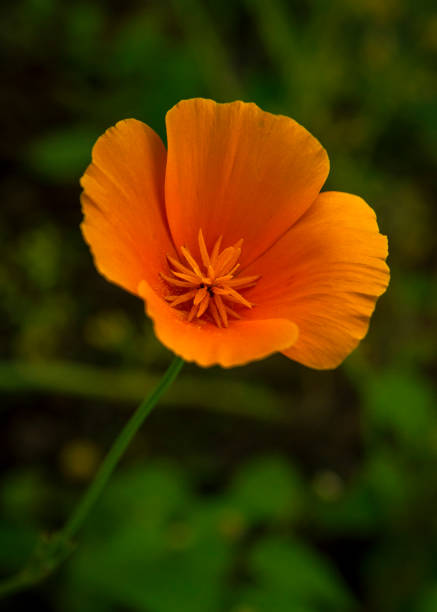 Pretty orange color California poppy flower stock photo