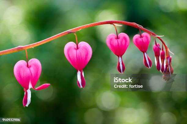 Free bleeding heart flower Images, Pictures, and Royalty-Free