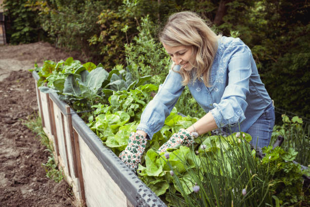 pretty young blonde woman with blue shirt and gloves with flower motif takes care of lettuce in raised bed in garden stock photo