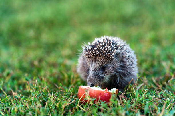 Prickly hedgehog on a green grass near the apple stock photo