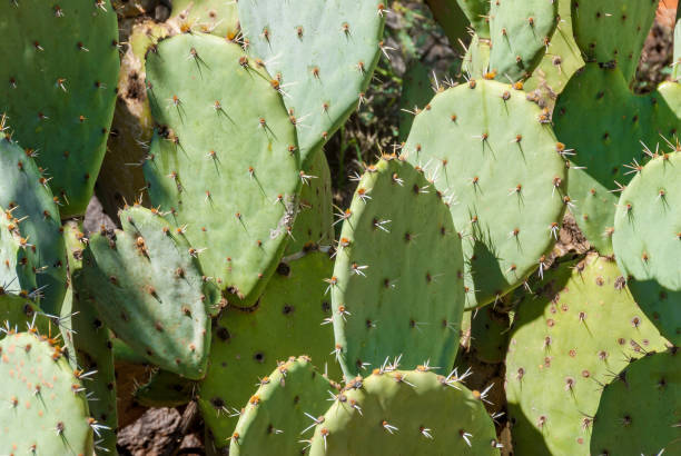 Prickly Pear Cacti The Prickly Pear cactus is tolerant of many different soils and climates.  It exists all over the Southwest from the hot dry Sonoran desert to the pine forests of Northern Arizona.  These prickly pear cacti were photographed alongside the Bell Trail in the Coconino National Forest near Camp Verde, Arizona, USA. jeff goulden sonoran desert stock pictures, royalty-free photos & images