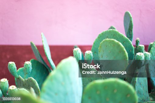 istock Prickly Pear Cactus Against Pink and Red Wall, Copy Space 1335513038