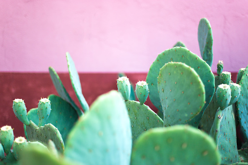 Prickly Pear Cactus Against Pink and Red Wall, Copy Space. Shot near Santa Fe, NM.