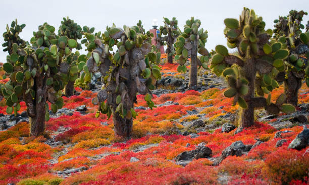 Prickly pear cactus on the island. stock photo