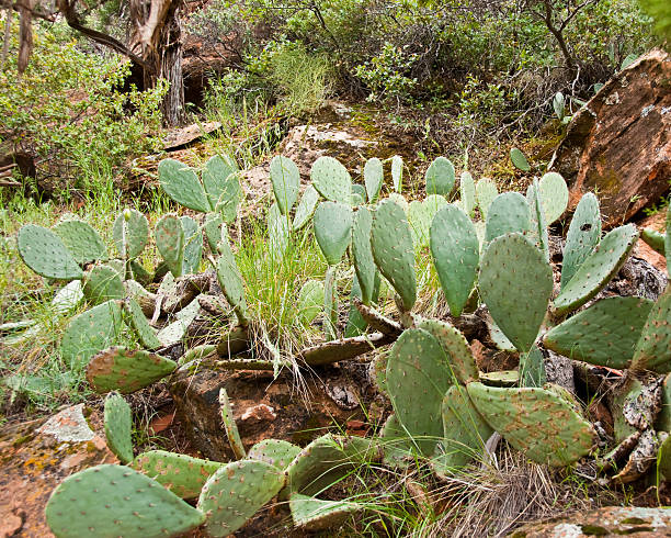 Prickly Pear Cactus The Prickly Pear cactus is tolerant of many different soils and climates. It exists all over the Southwest from the hot dry Sonoran desert to the pine forests of Northern Arizona. These prickly pear cacti were photographed alongside the Emerald Pools Trail in Zion National Park near Springdale, Utah, USA. jeff goulden zion national park stock pictures, royalty-free photos & images