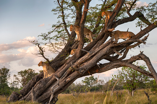Tree climbing lions (Panthera leo) resting in a tree. Moremi Game Reserve, Okavango Delta, Botswana. Wildlife Shot.