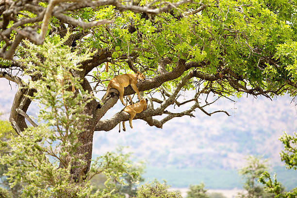 Pride of lions rests in tree stock photo