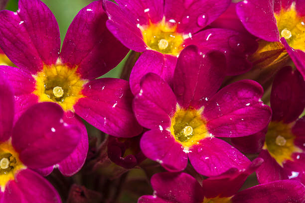 Primula close up stock photo