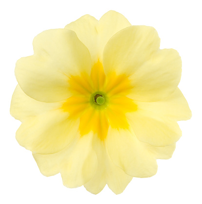 Flower on a white background.