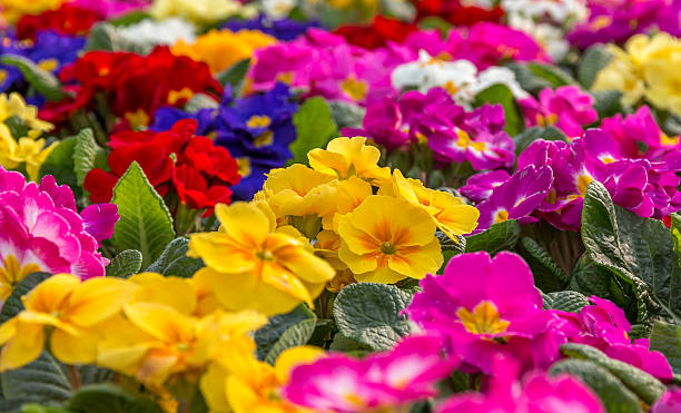 Primulas Central focus on a group of brightly colored Primroses perennial stock pictures, royalty-free photos & images