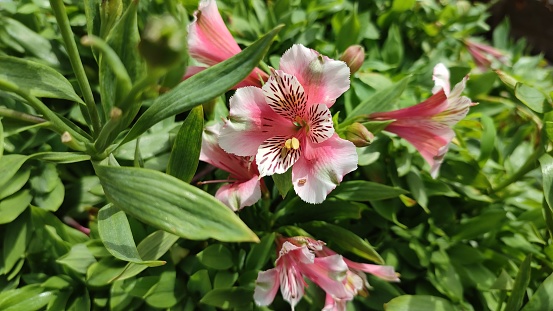 Natural background concept of Peruvian lily, or princess lily flowers in the garden