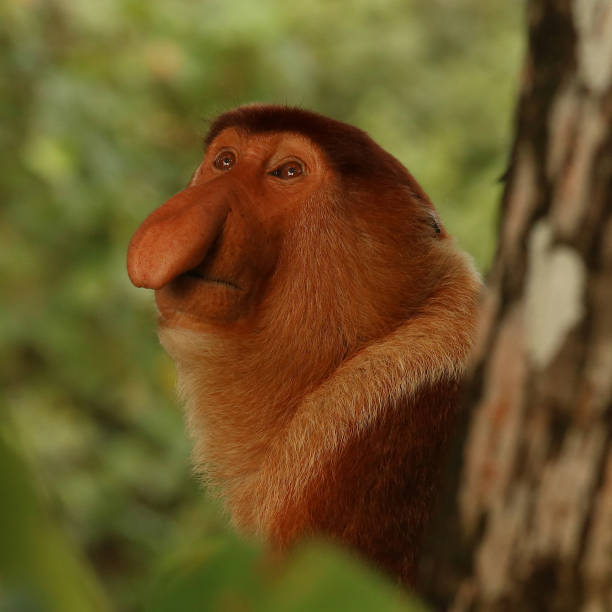 proboscis-monkey-in-the-wild-picture-id1136888696