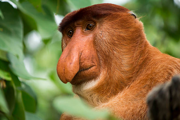 Proboscis Monkey looking down Proboscis Monkey looking down in Bako National park  bako trail in sarawak
