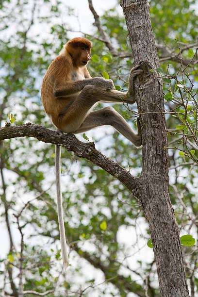 Proboscis monkey stock photo