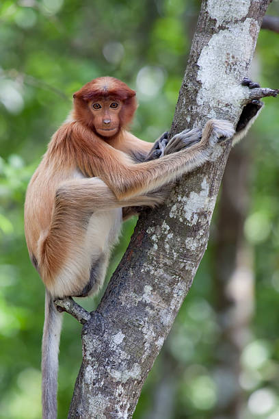 Proboscis monkey sitting on a tree stock photo