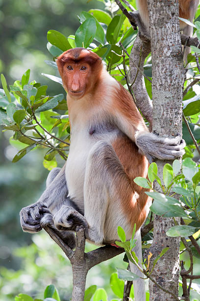 Proboscis monkey sitting on branch of tree stock photo