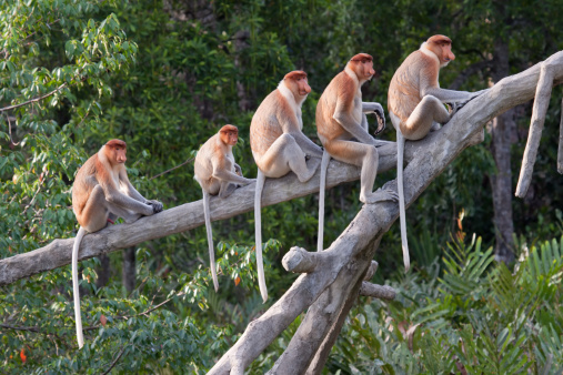 proboscis-monkeys-in-a-row-picture-id157563353