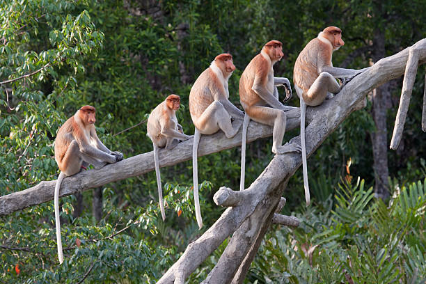 Proboscis monkeys in a row stock photo