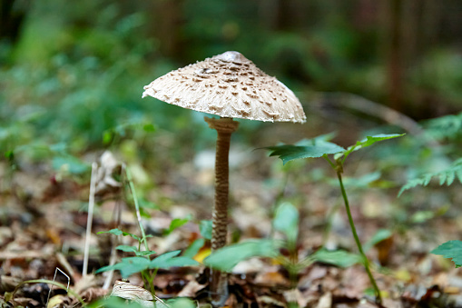 Kite parasol mushroom or macrolepiota procera in a forest in Bavaria in autumn