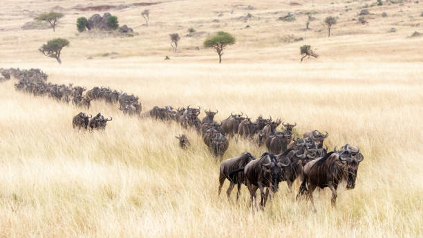 Procession of wildebeest through the Masai mara A long line of white-bearded wildebeest travel through the soft red-oat grass of the Masai Mara during the annual Great Migration. animal migration stock pictures, royalty-free photos & images