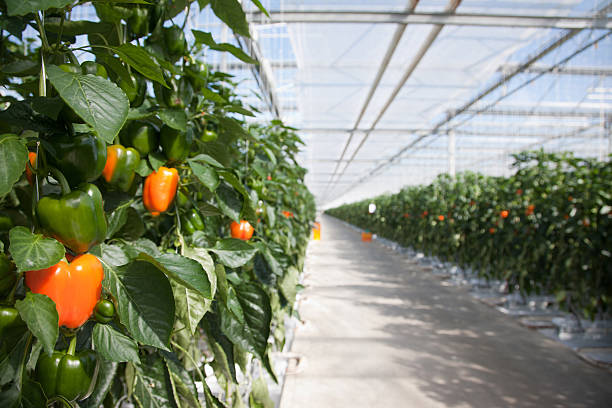 Produce growing in greenhouse  greenhouse stock pictures, royalty-free photos & images