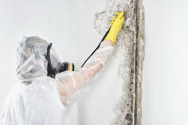 A professional disinfector in overalls processes the walls from mold. Removal of black fungus in the apartment and house. Aspergillus."n stock photo