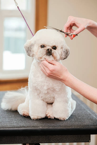 professionelle hund groomer in einem haustier-salon  - pudelfrisuren stock-fotos und bilder