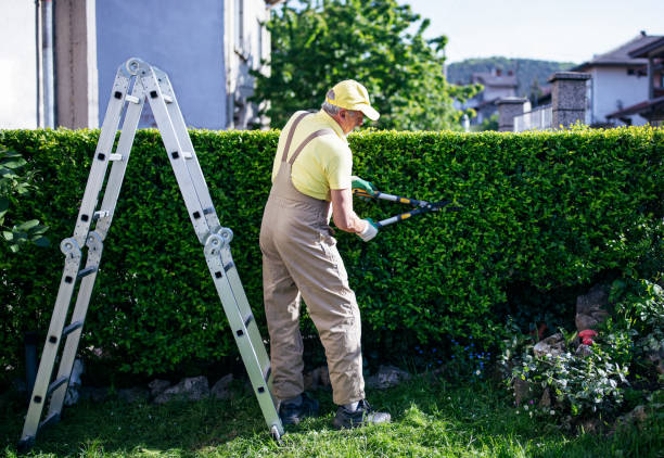 professional gardener trimming hedge in garden. - bush trimming imagens e fotografias de stock