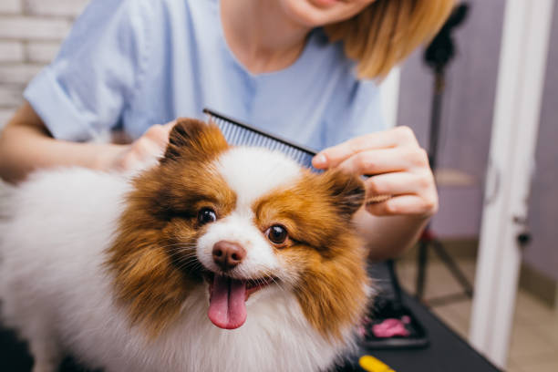 professional groomer shears and combs the dog"u2019s hair professional caucasian groomer shears and combs the dogs hair. cute beautiful puppy spitz was brought on grooming because she began to molt very much. care of animal's health groom human role stock pictures, royalty-free photos & images