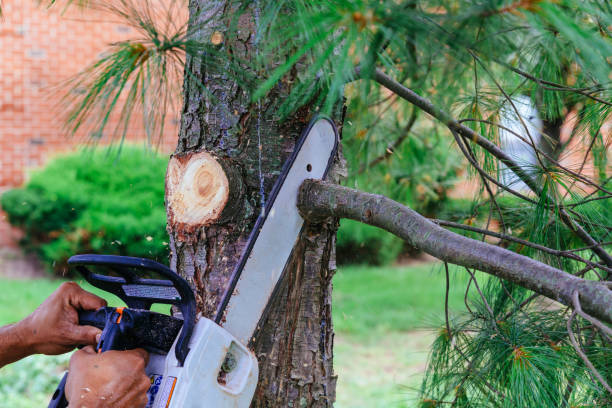 Professional is cutting trees using a chainsaw stock photo