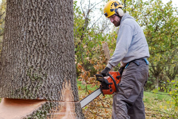 Professional Lumberjack Cutting a big Tree in a backyard stock photo