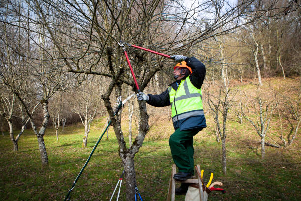 professional pruning Professional man on a ladder pruning in winter pruning gardening stock pictures, royalty-free photos & images